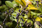 Chinese privet